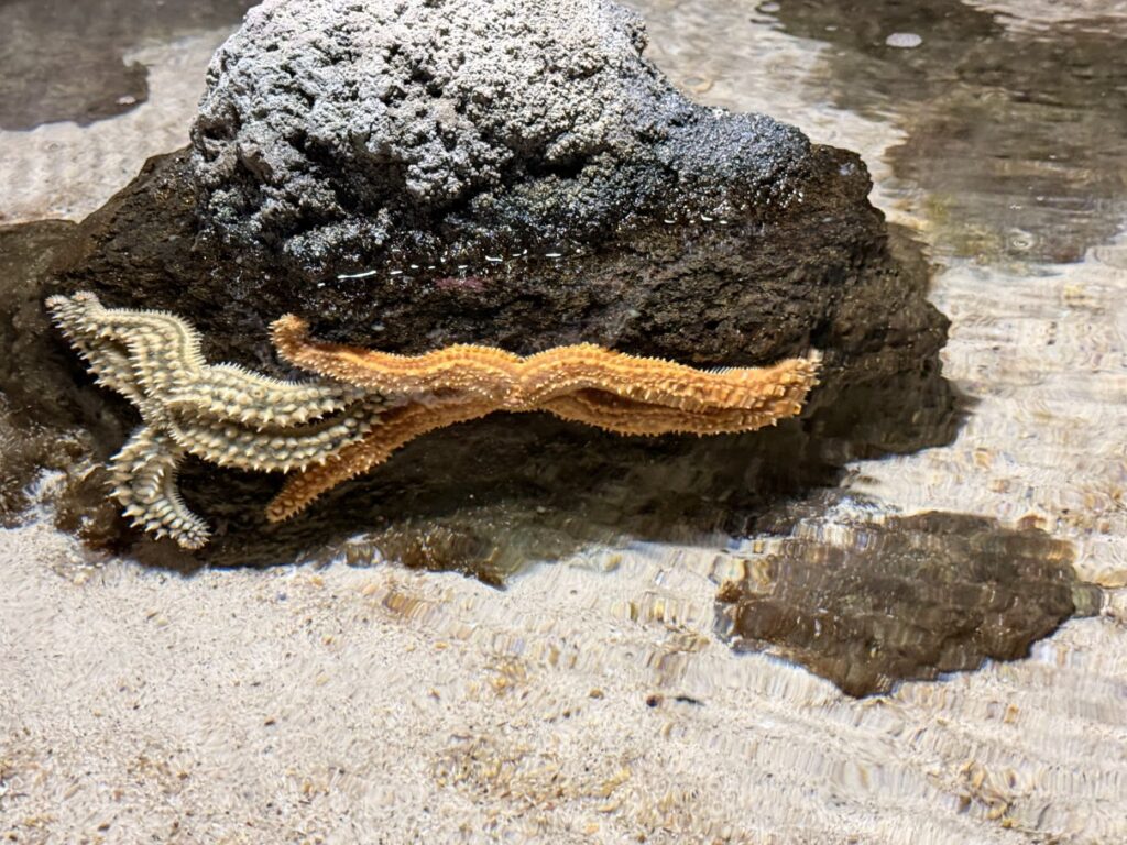 Akvárium v Costa Teguise, Lanzarote